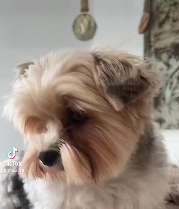 @Biewer Terrier World