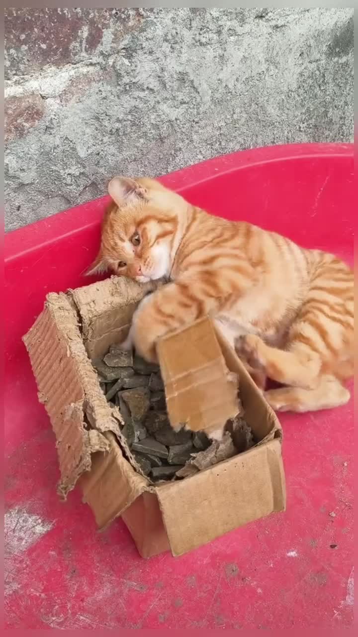 @healing pet
