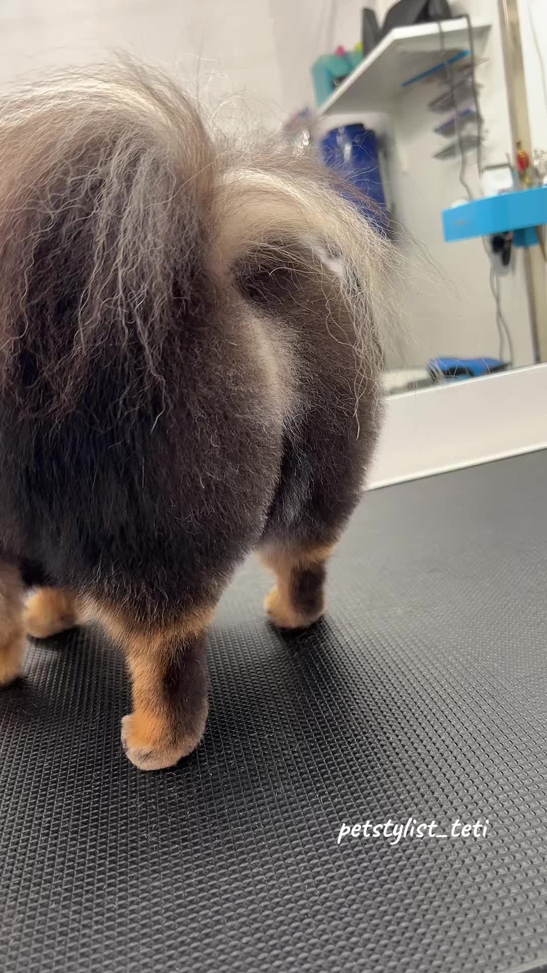 @PetStylist_Teti