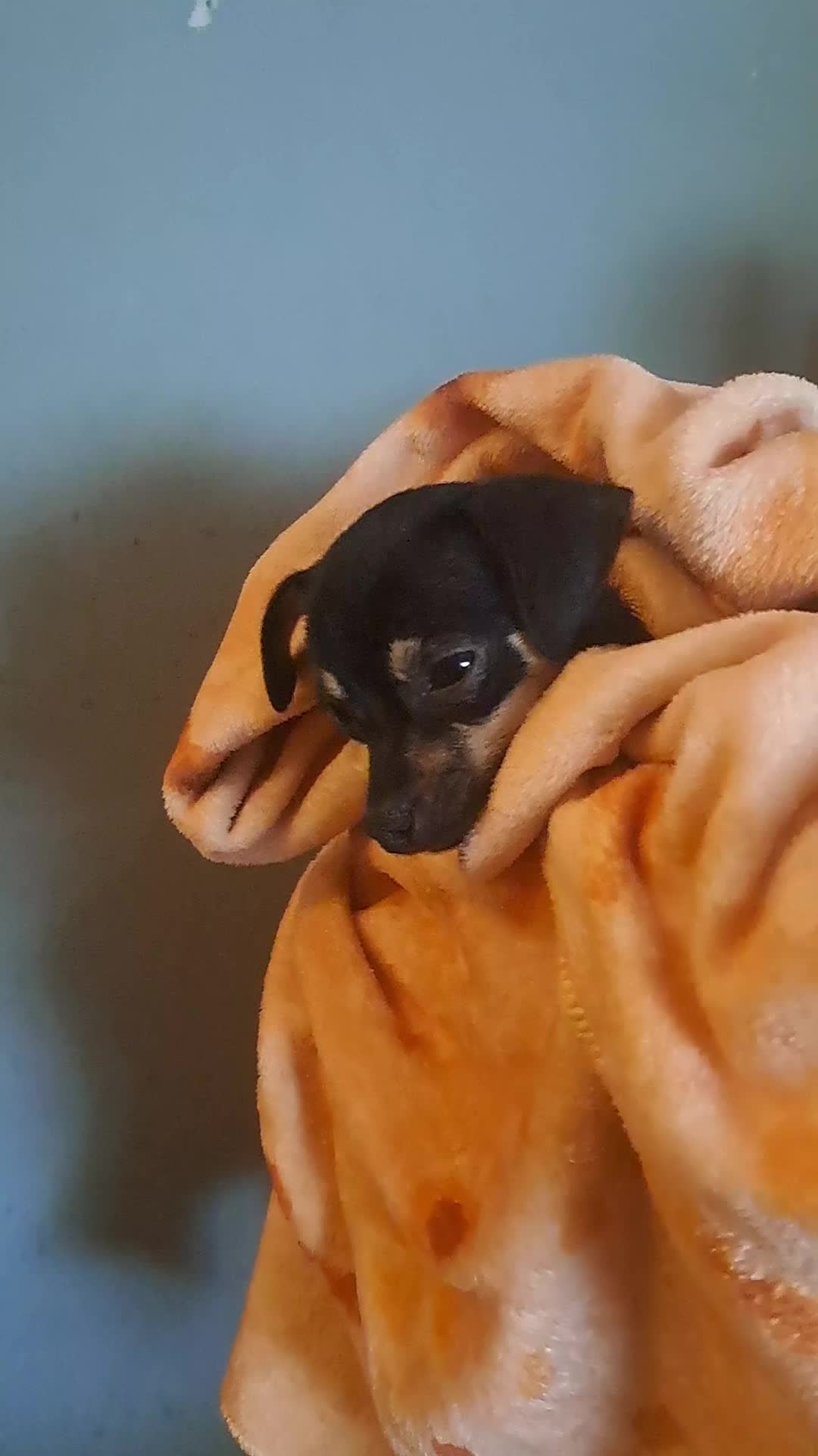 @pepper // pawggersgoth