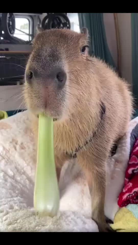 @CaPyBaRa