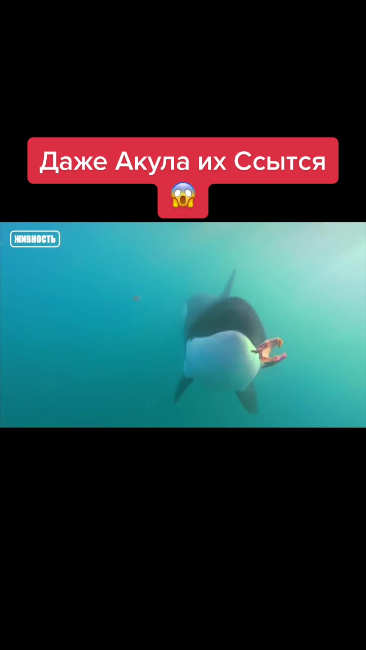 @Живность