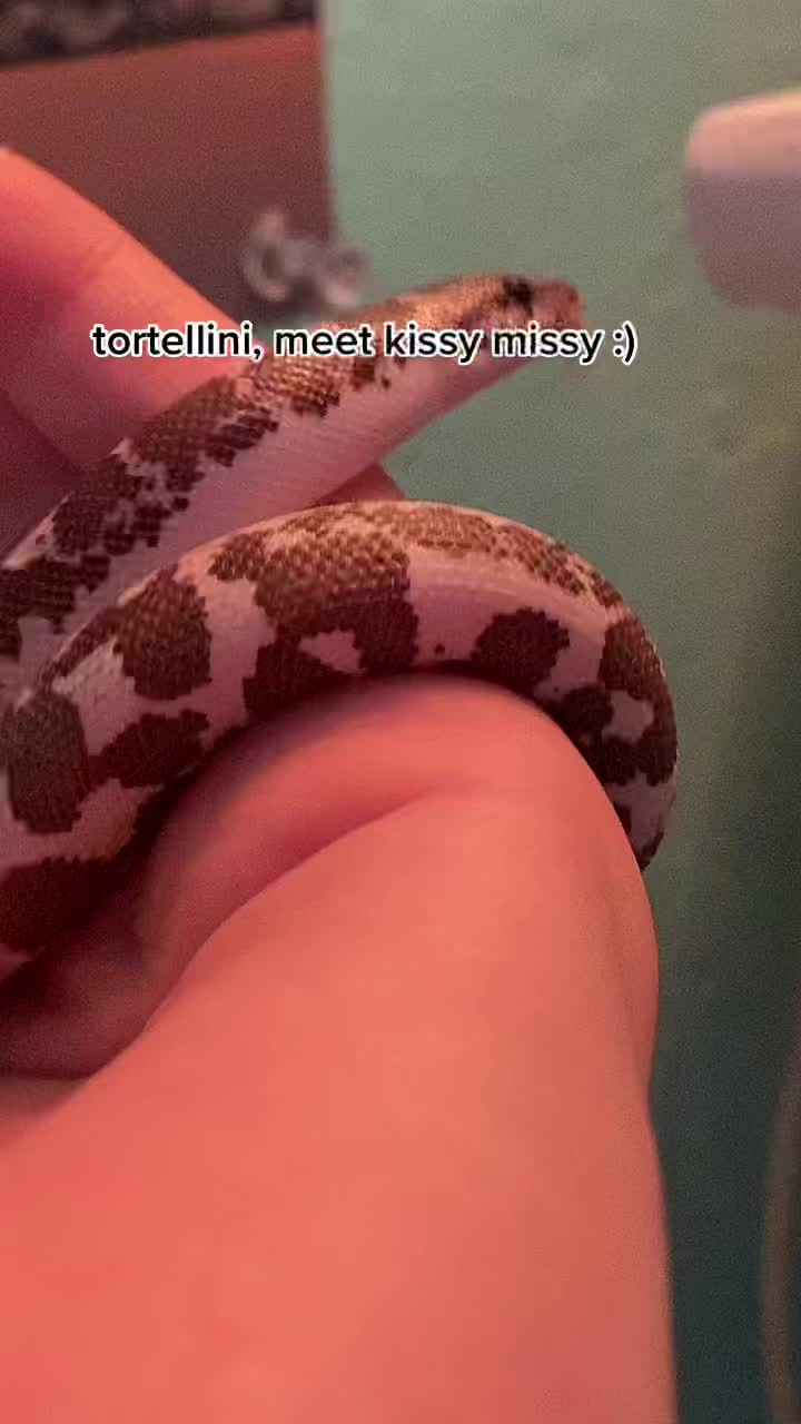 @Tortellini