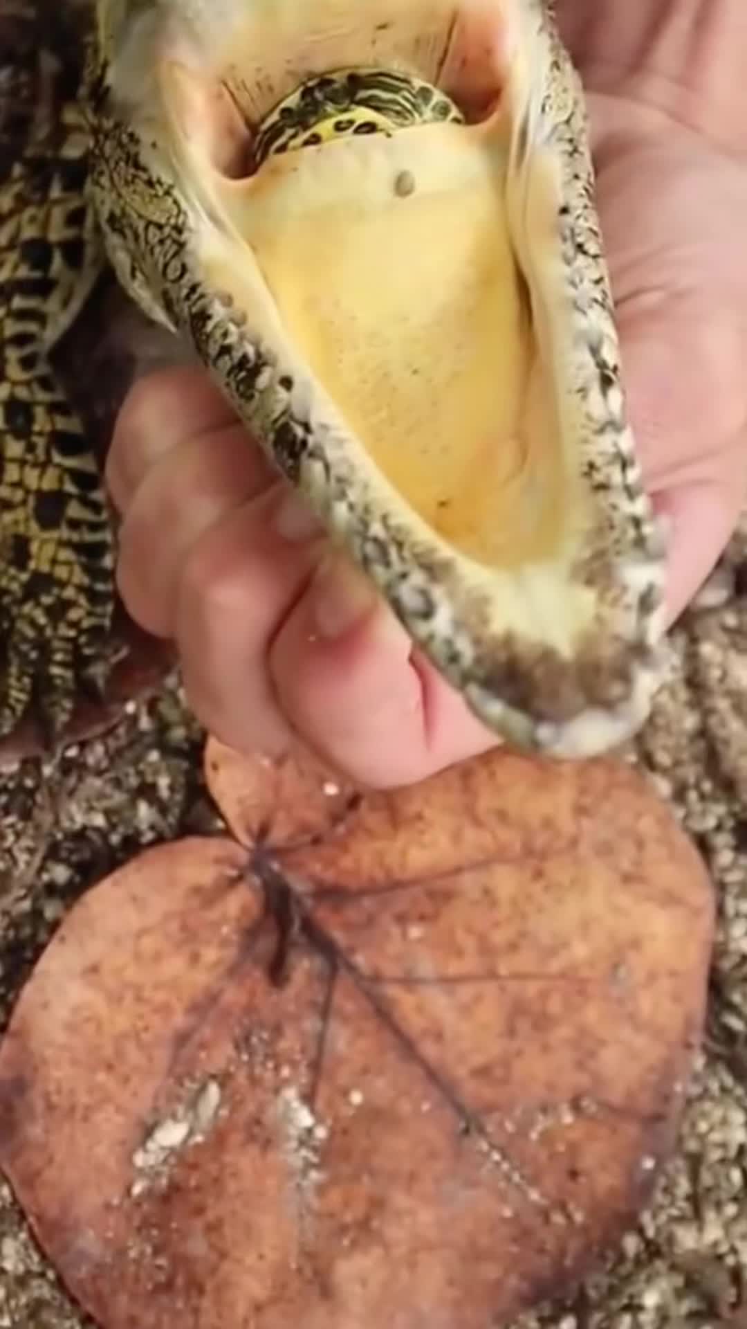@Kiki_animals22