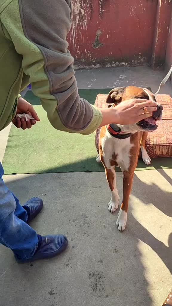 @Canine Companions Np