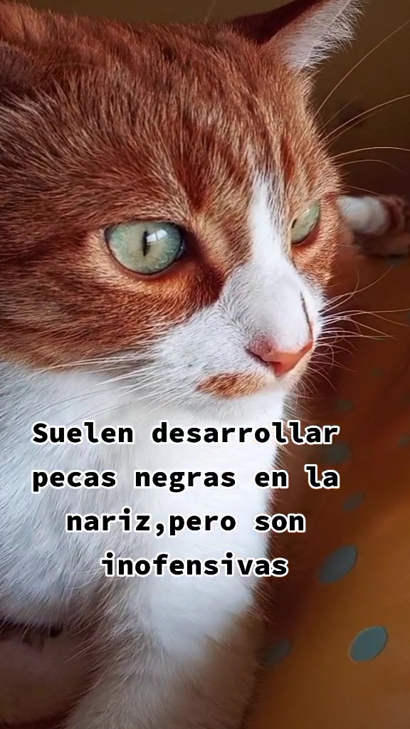 @Rosi Ramos