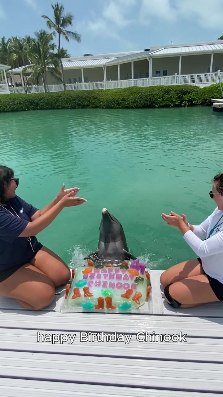 @dolphinconnection