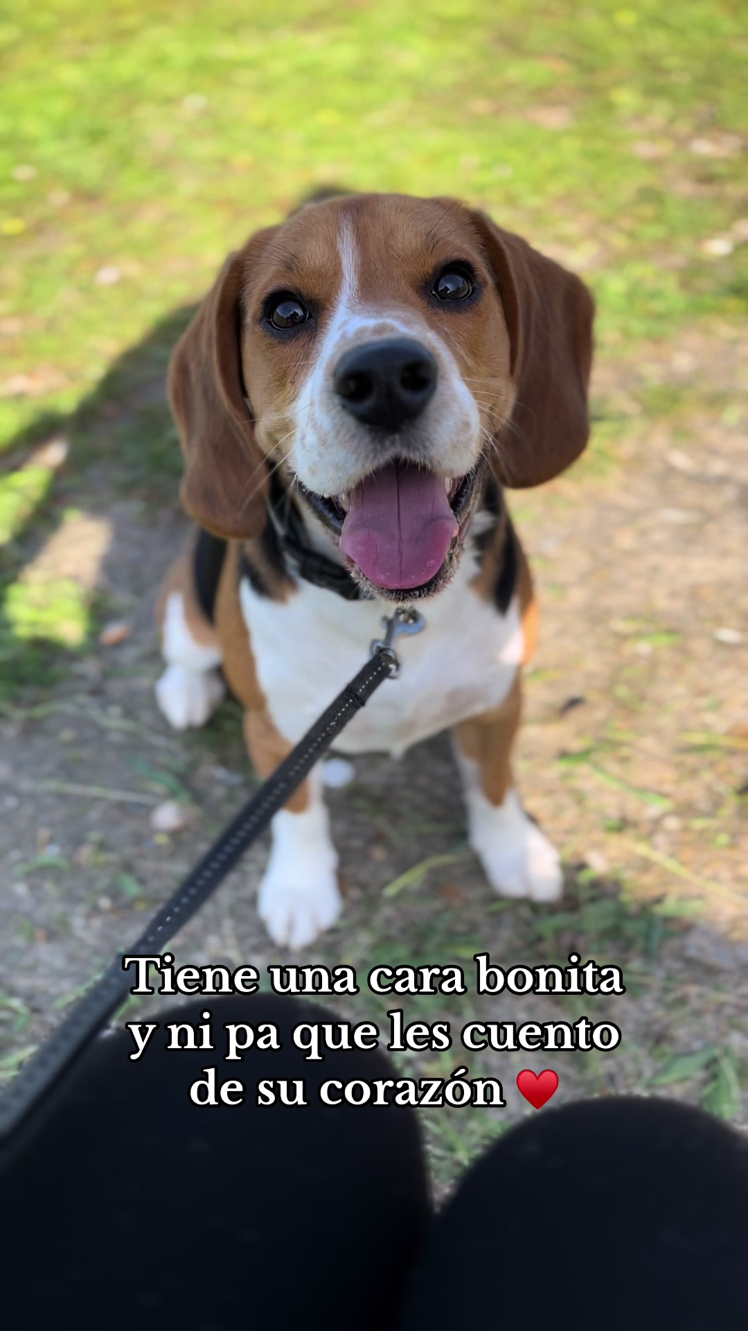 @biggieelbeagle