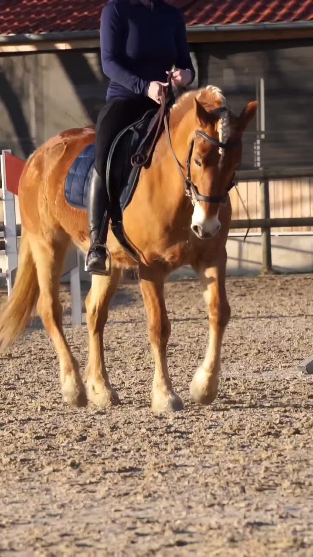 @Dreamhorse_Edelbluthaflinger