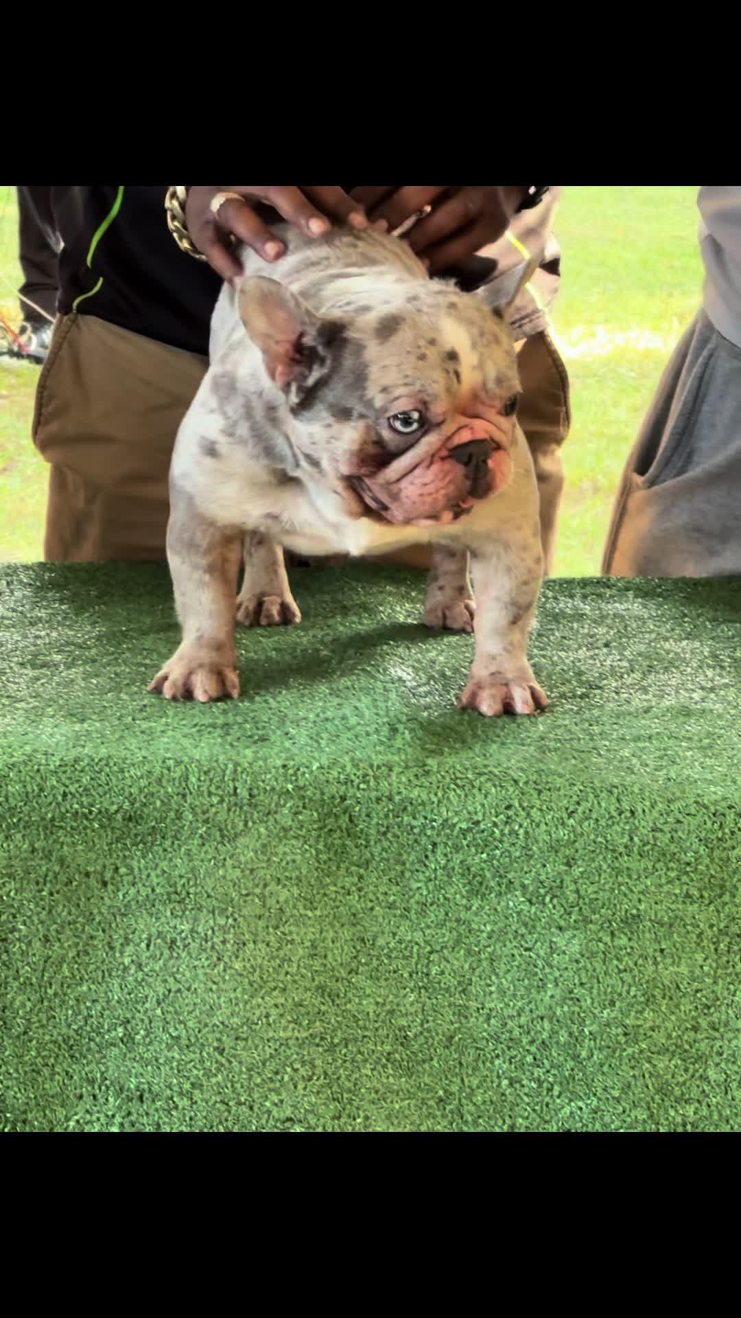 @Frankenstein Kennels