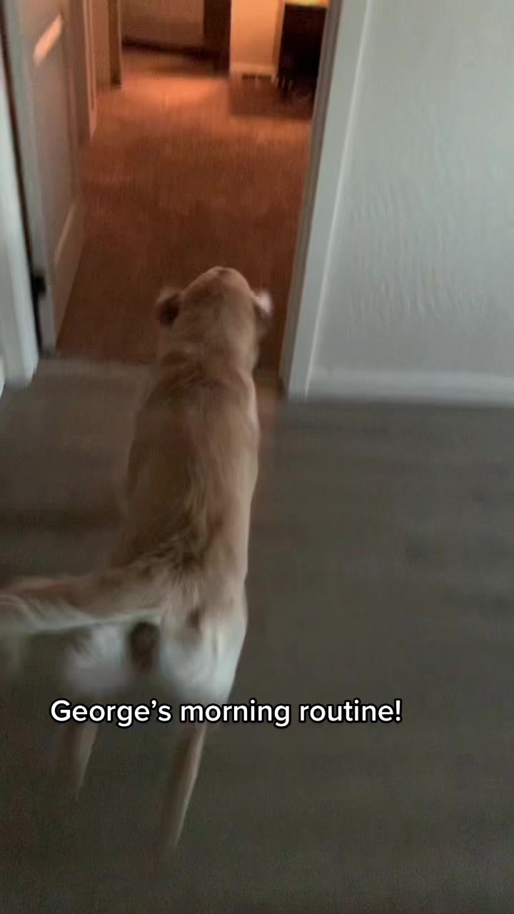 @George The Golden