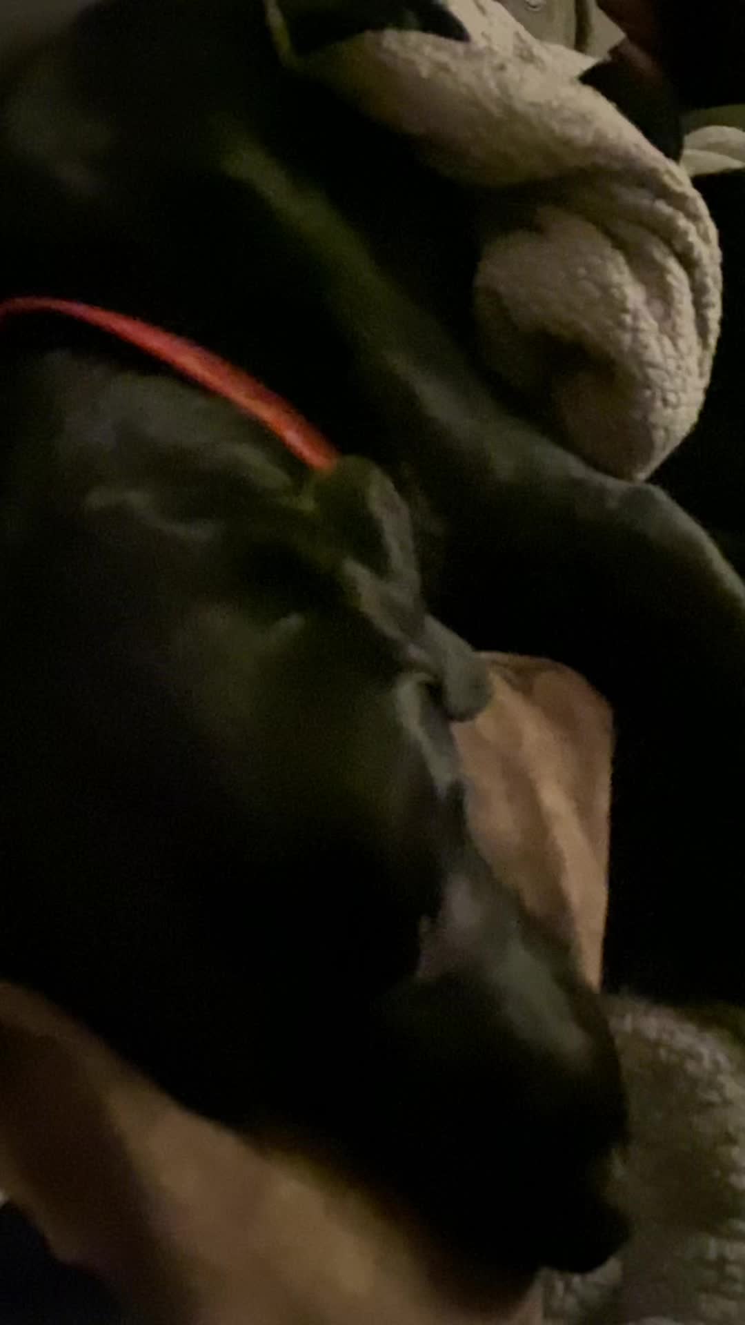 @Ruperttheblacklab
