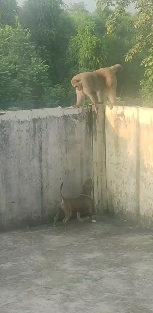 @Dog all Around