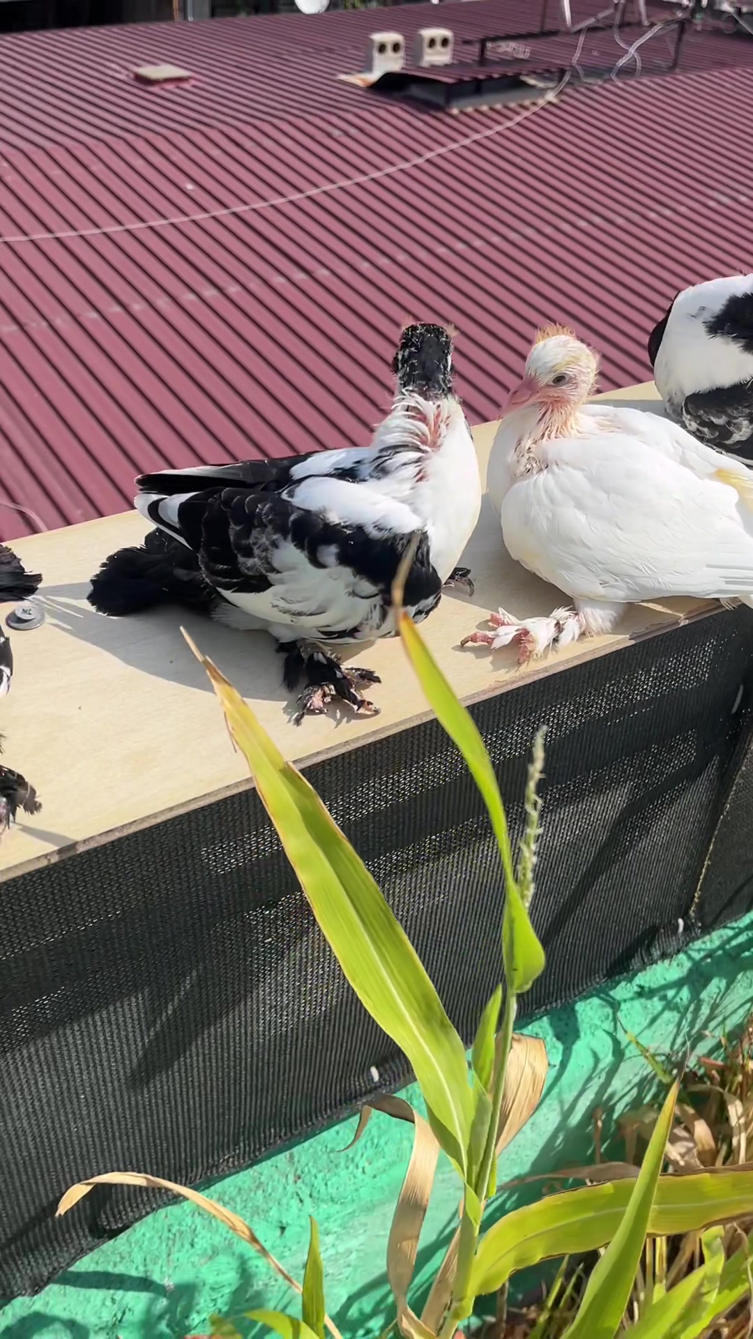 @Süleyman uçar