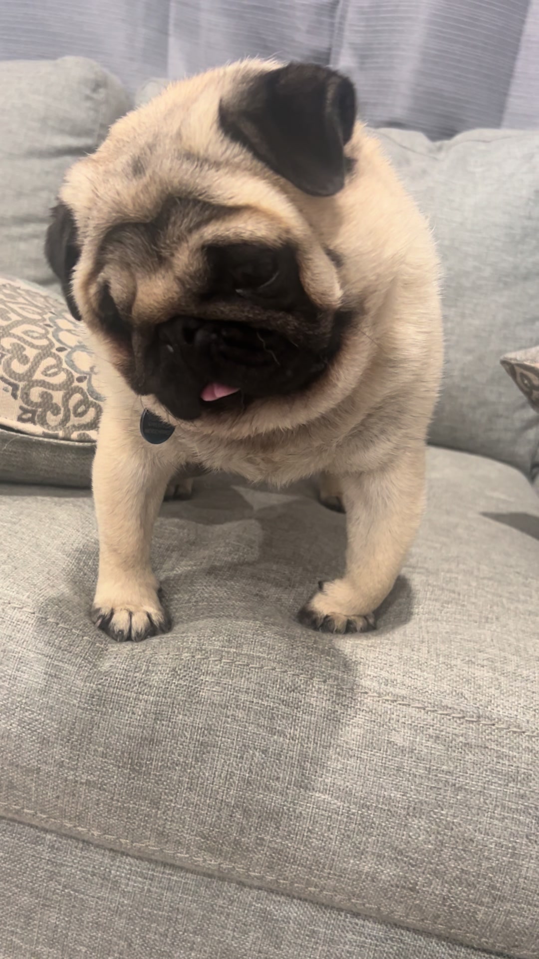 @Rocki the Pug ๐ถ