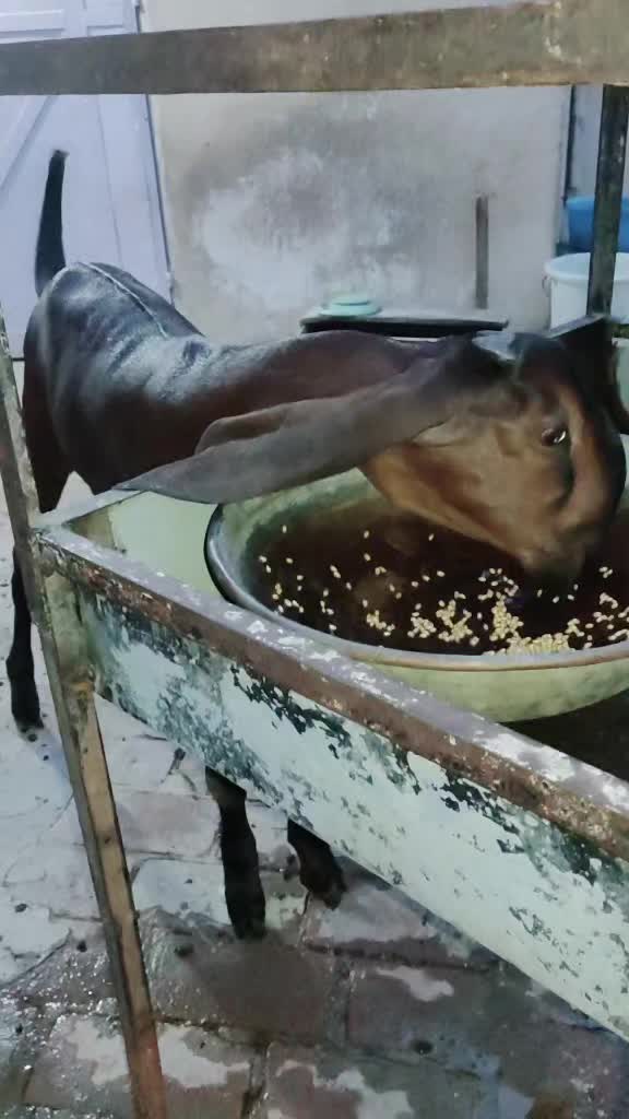 @abubakar Rajpoot