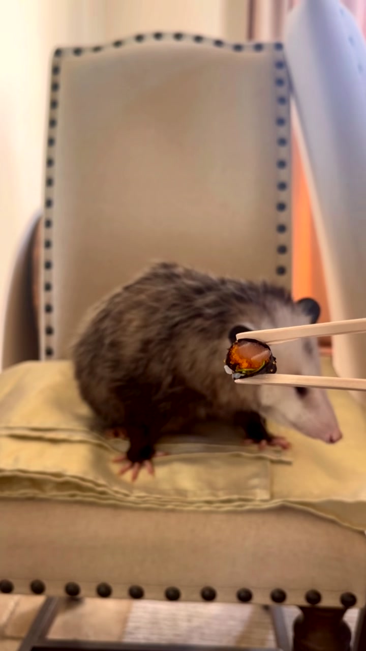 @Poppy Opossum