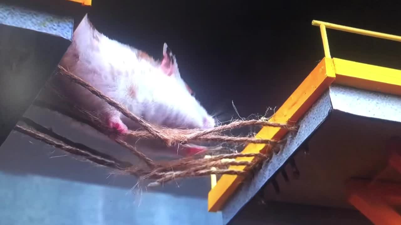 @TYYY FOR 4K