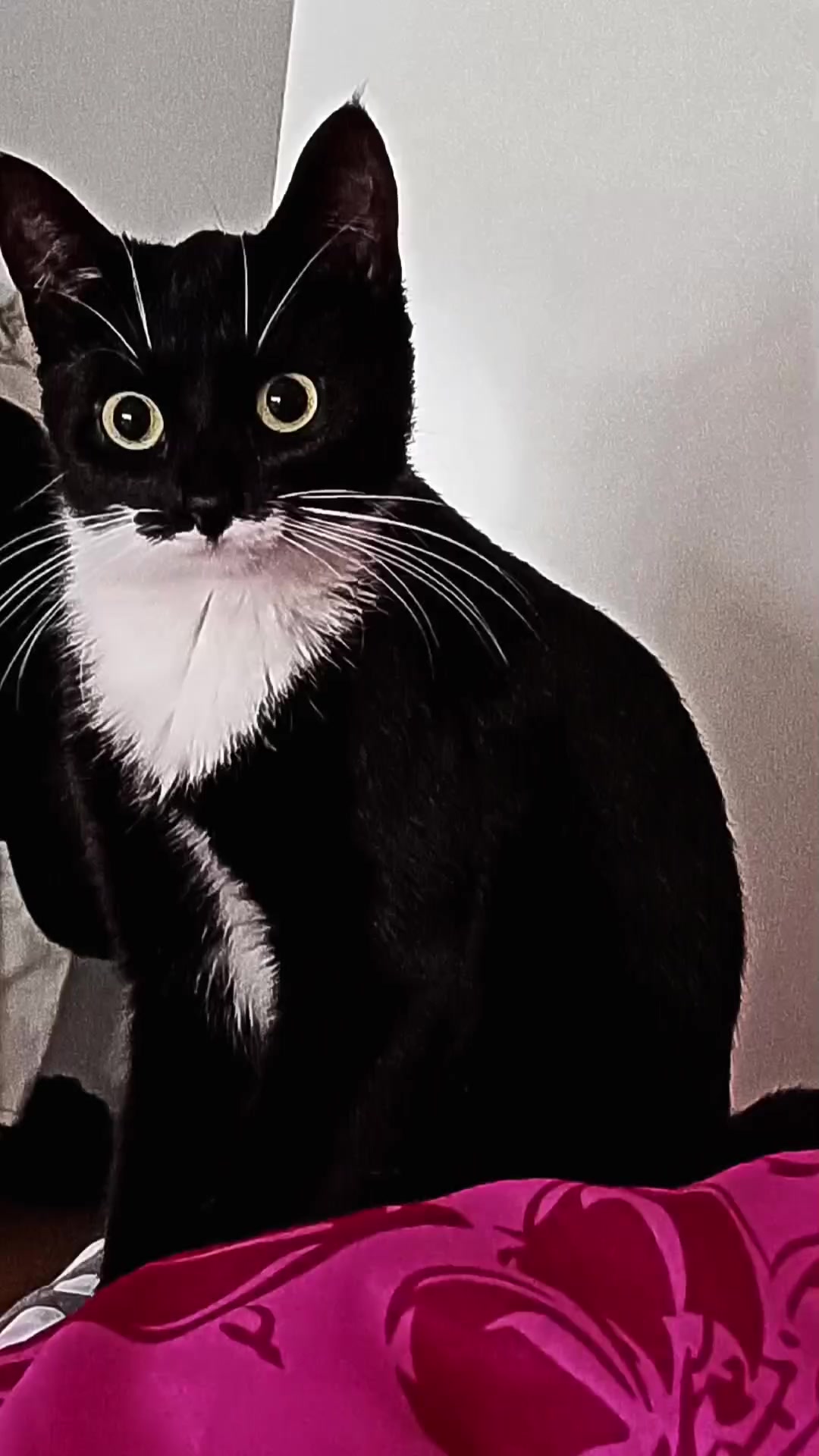 @Katzenfan🐱🇩🇪