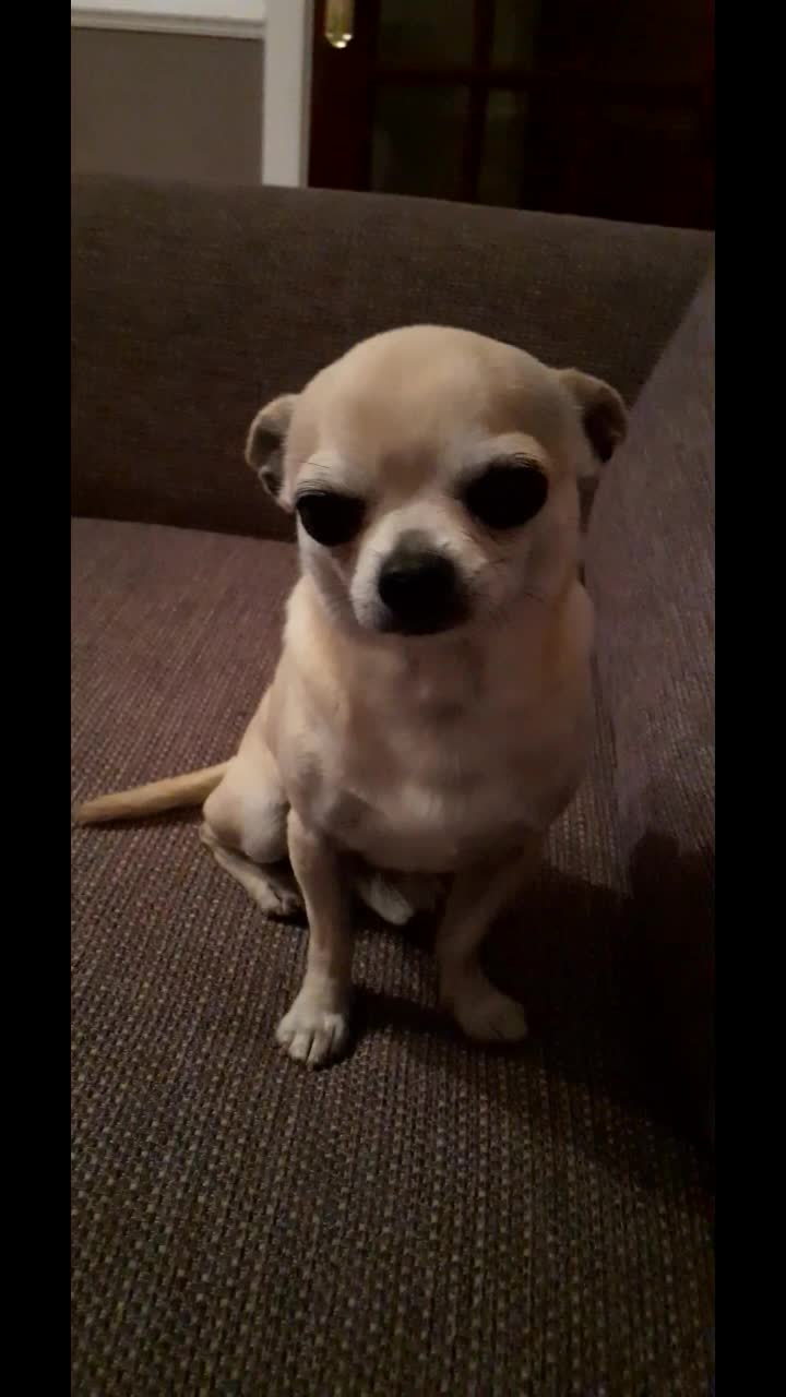 @threedogsanjenny