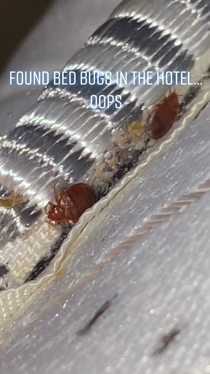 @JetCo Pest & Bed Bug Services
