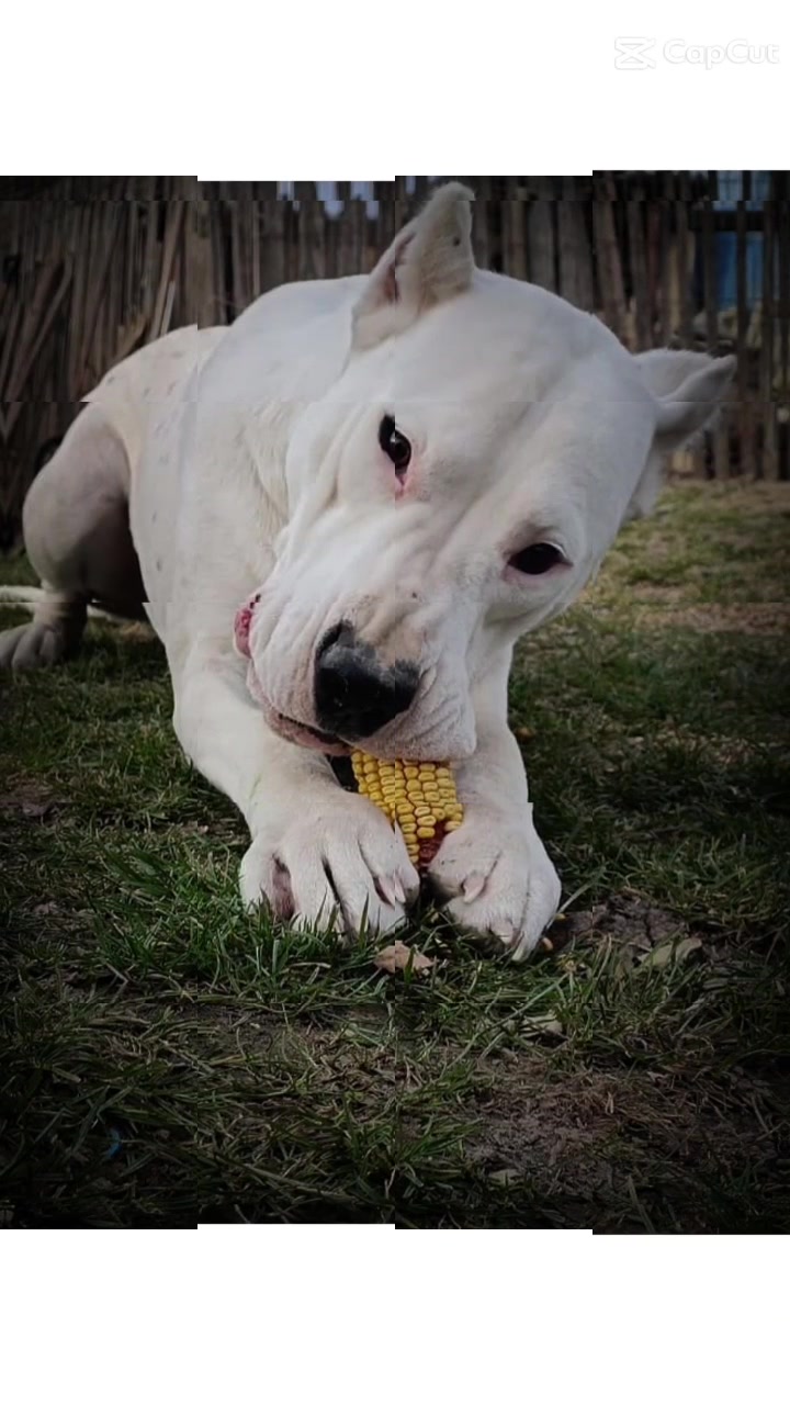@HeraTheDogo