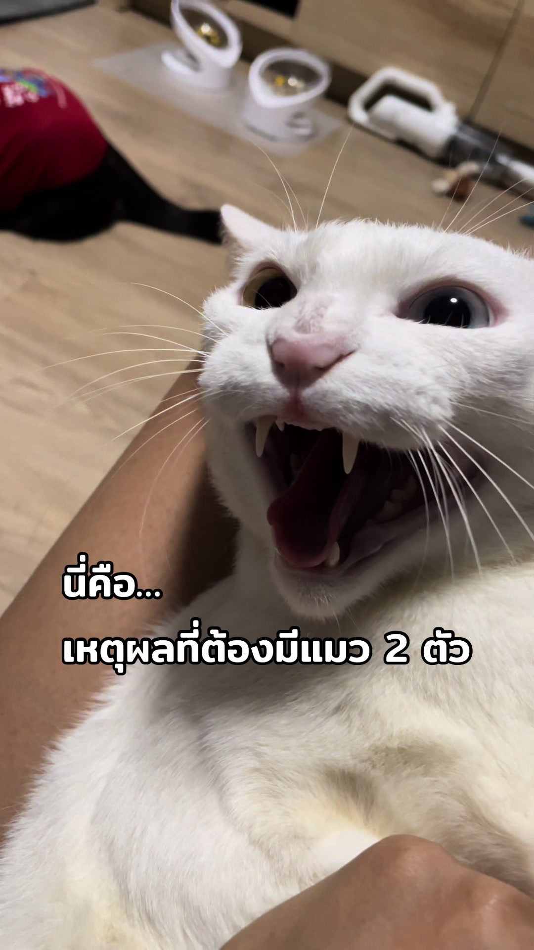 @KaoYhong