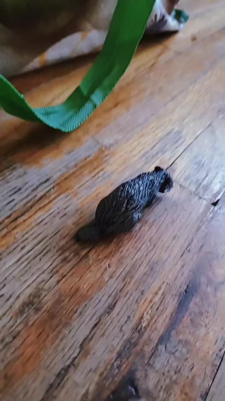 @Toy Tiktok
