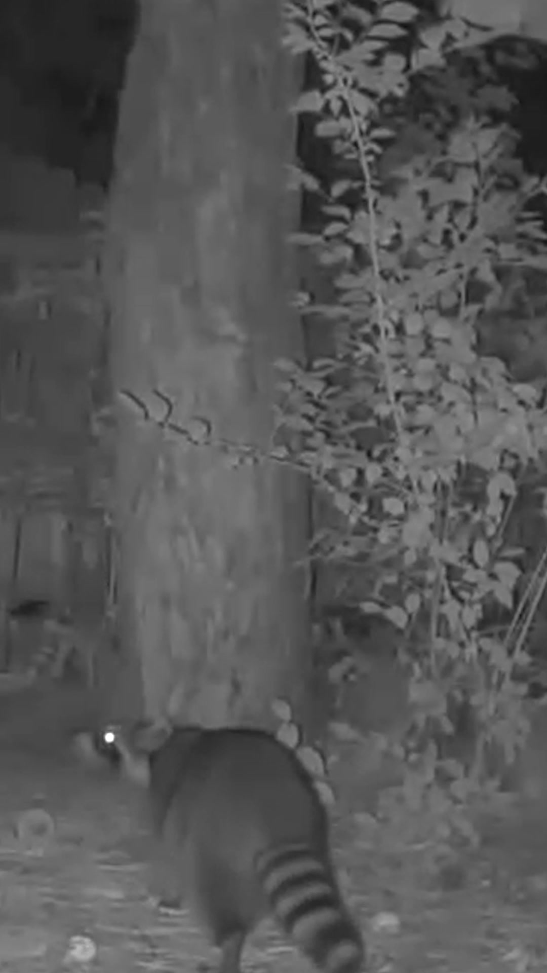 @F🦊XSEE👀Footage🎞️