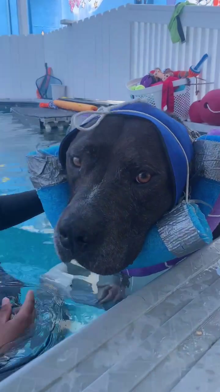 @K9 Massage & Hydrofitness