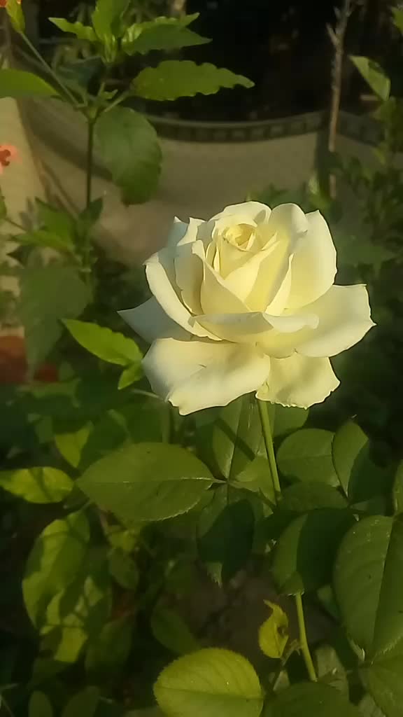 @user523161