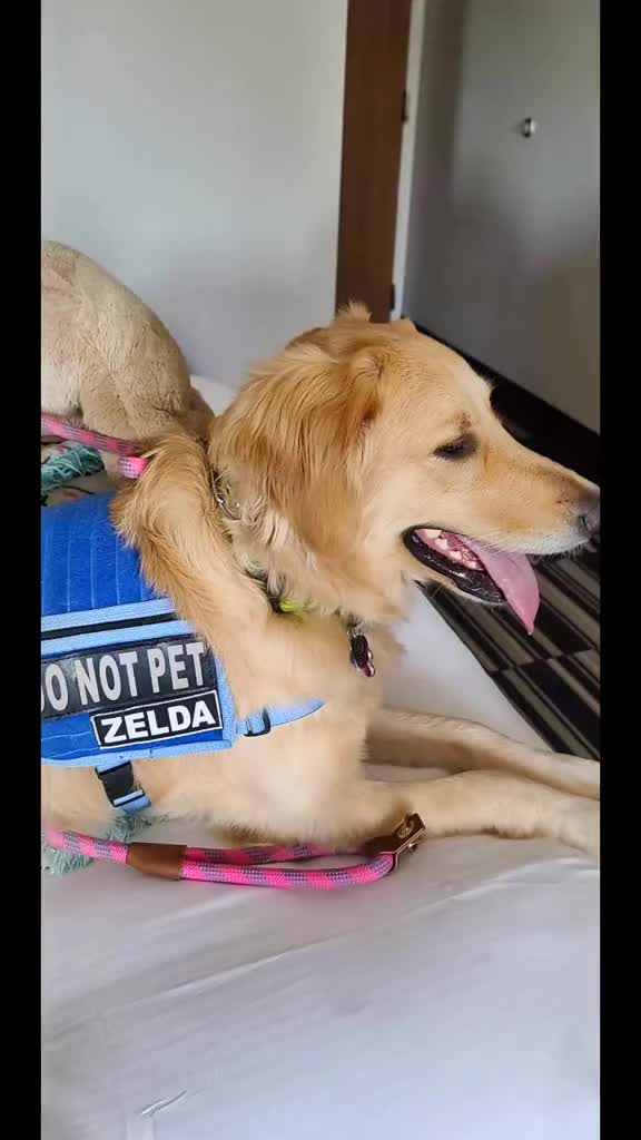 @Zelda and Harley's Hooman