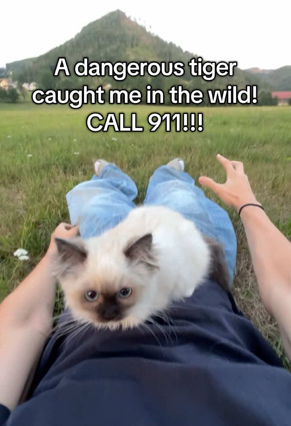 @Cute Ragdolls