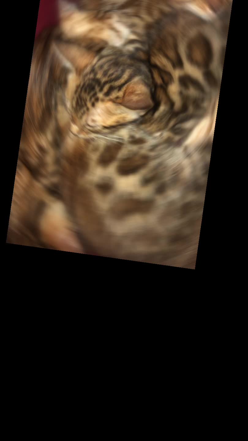 @Lemigans _cattery