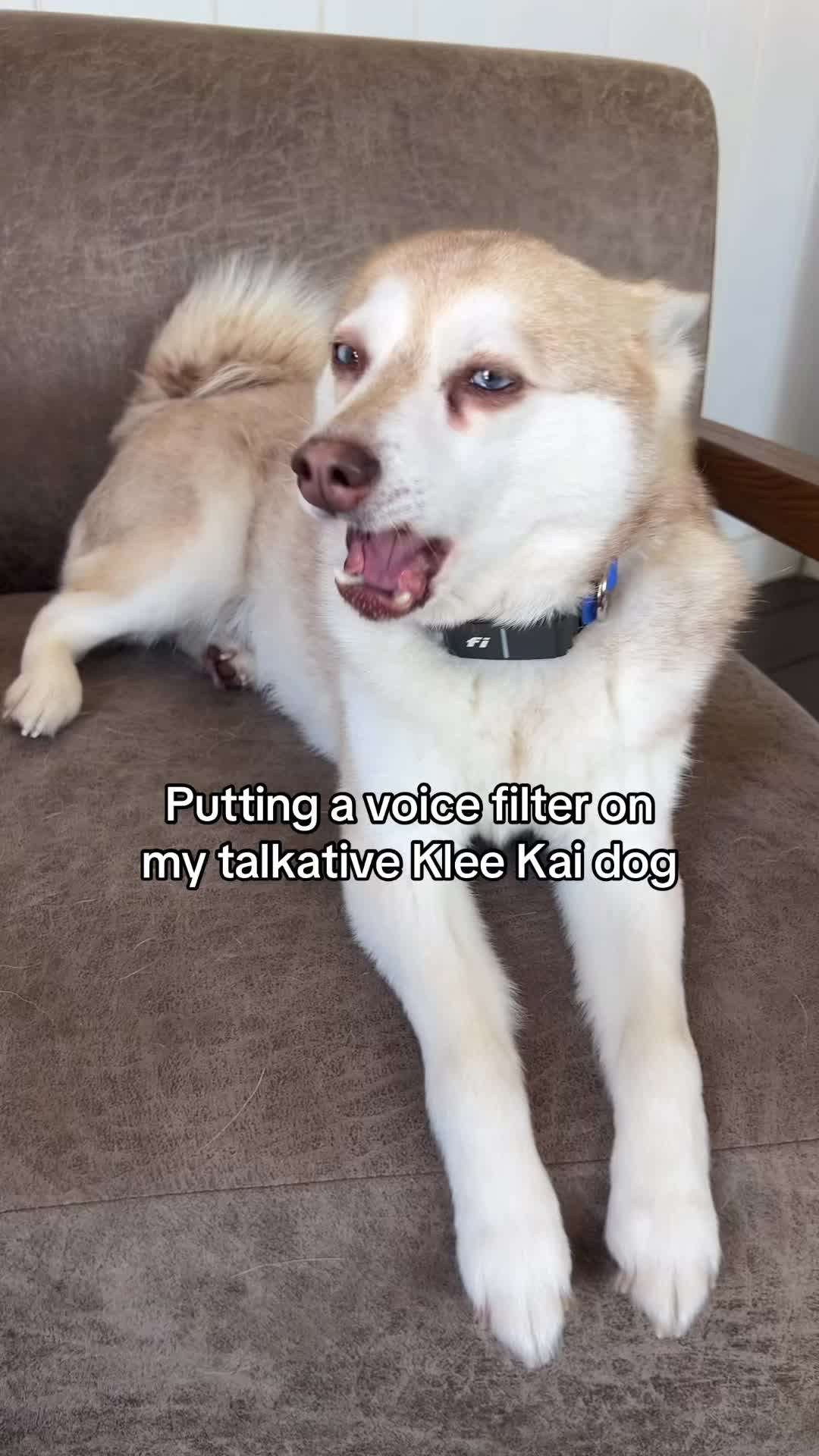 @lifewithkleekai