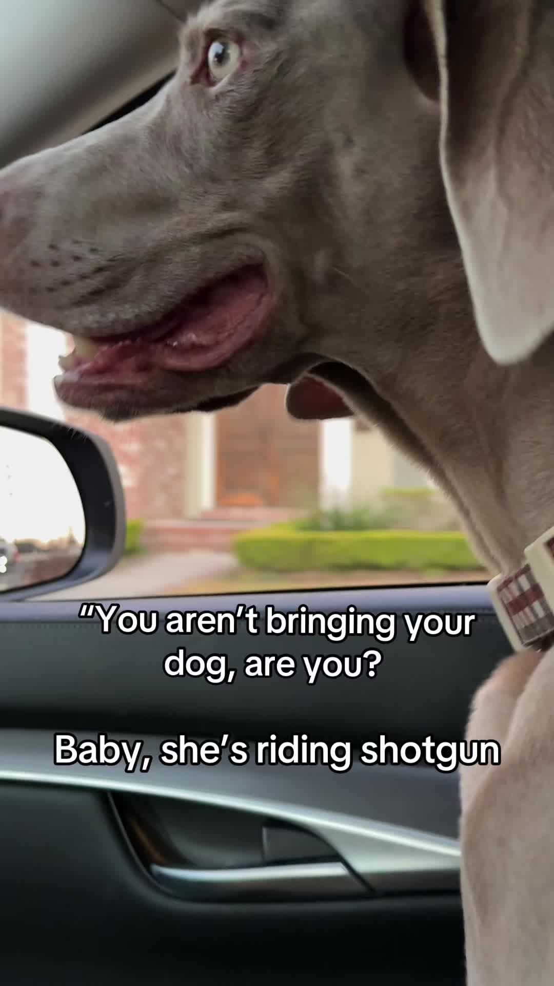 @Zoey the Weim