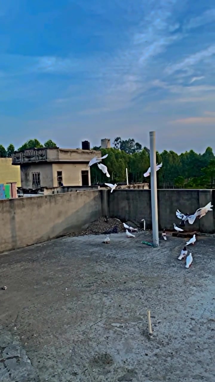@🕊️PEGON🕊️