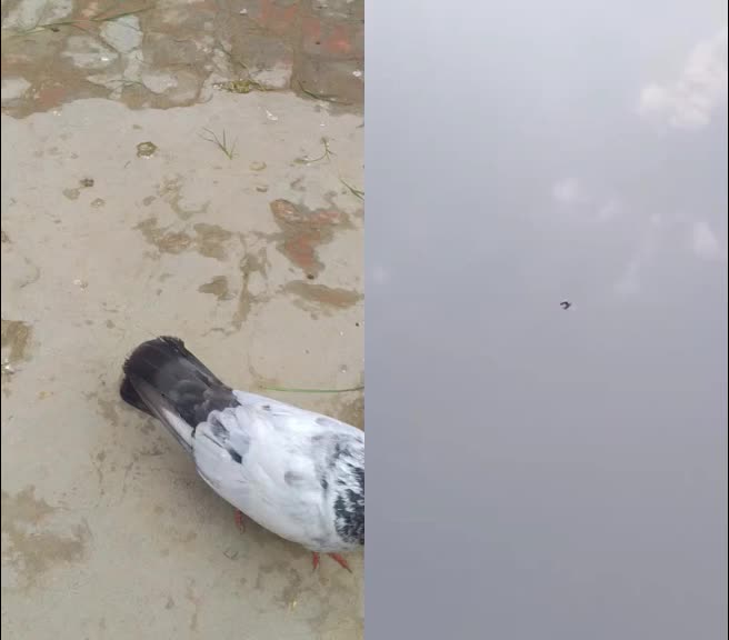 @Sahjad       Ansari