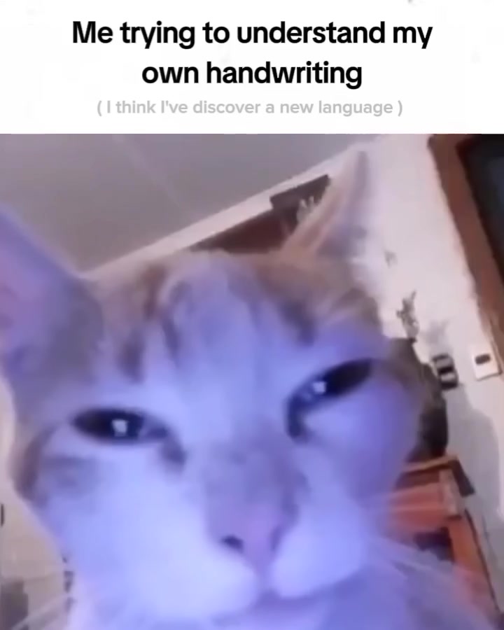 @Cat Memes