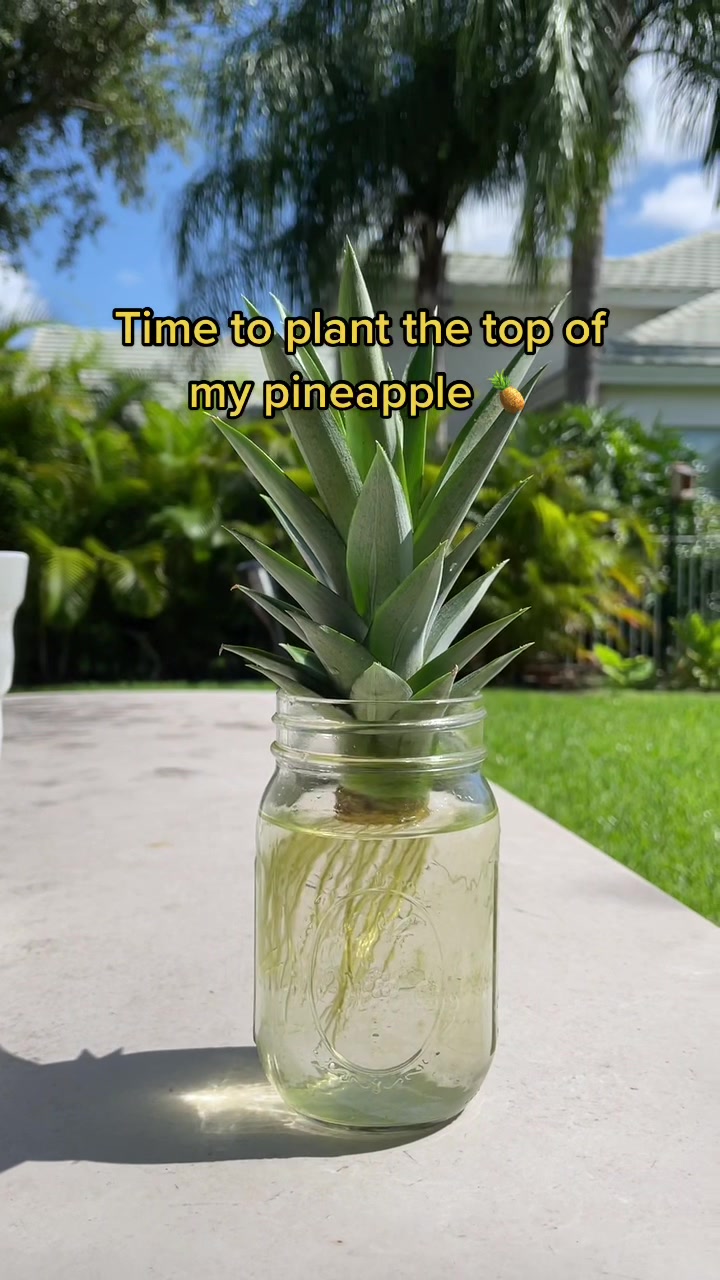 @Monstera Mom