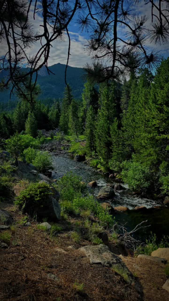 @Ethiopian Sunflower
