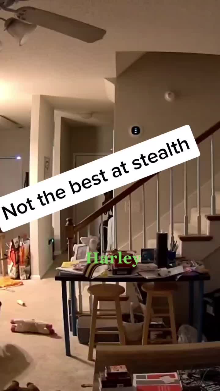 @Zelda and Harley's Hooman