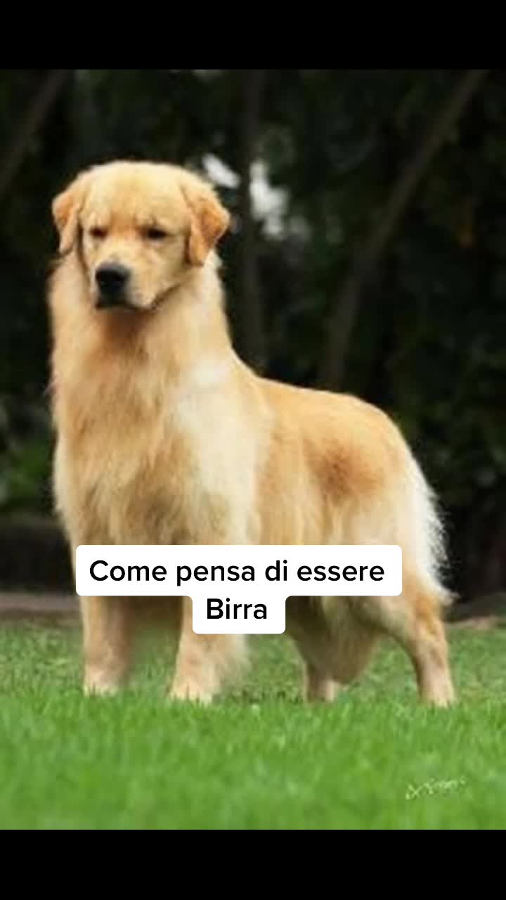 @GoldenBirra