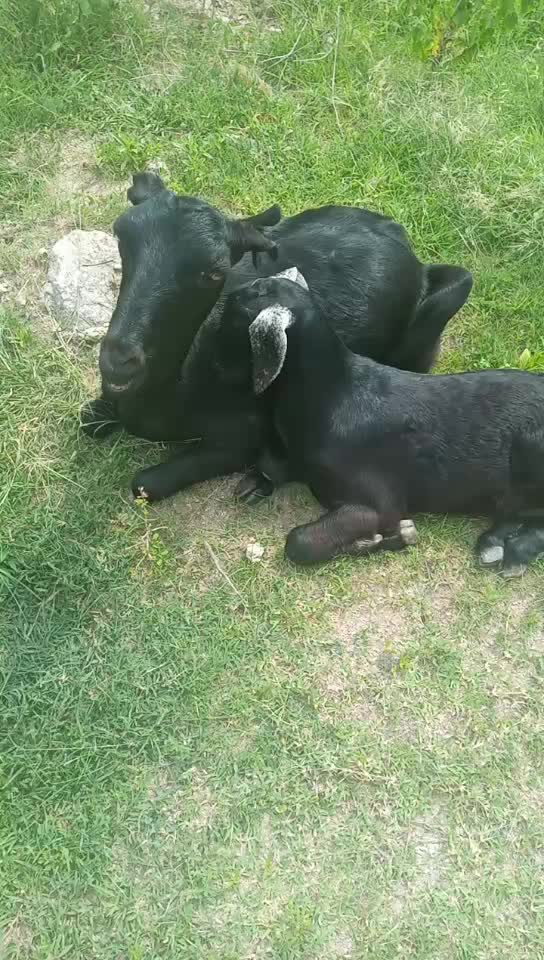 @VaddpalliNareshLaddu