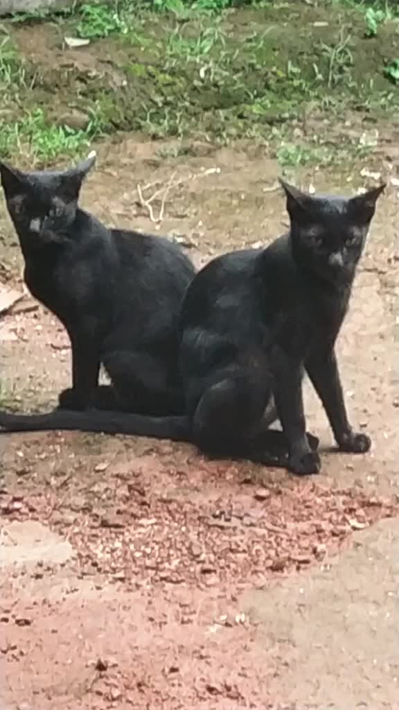 @Remya Rajesh Remya