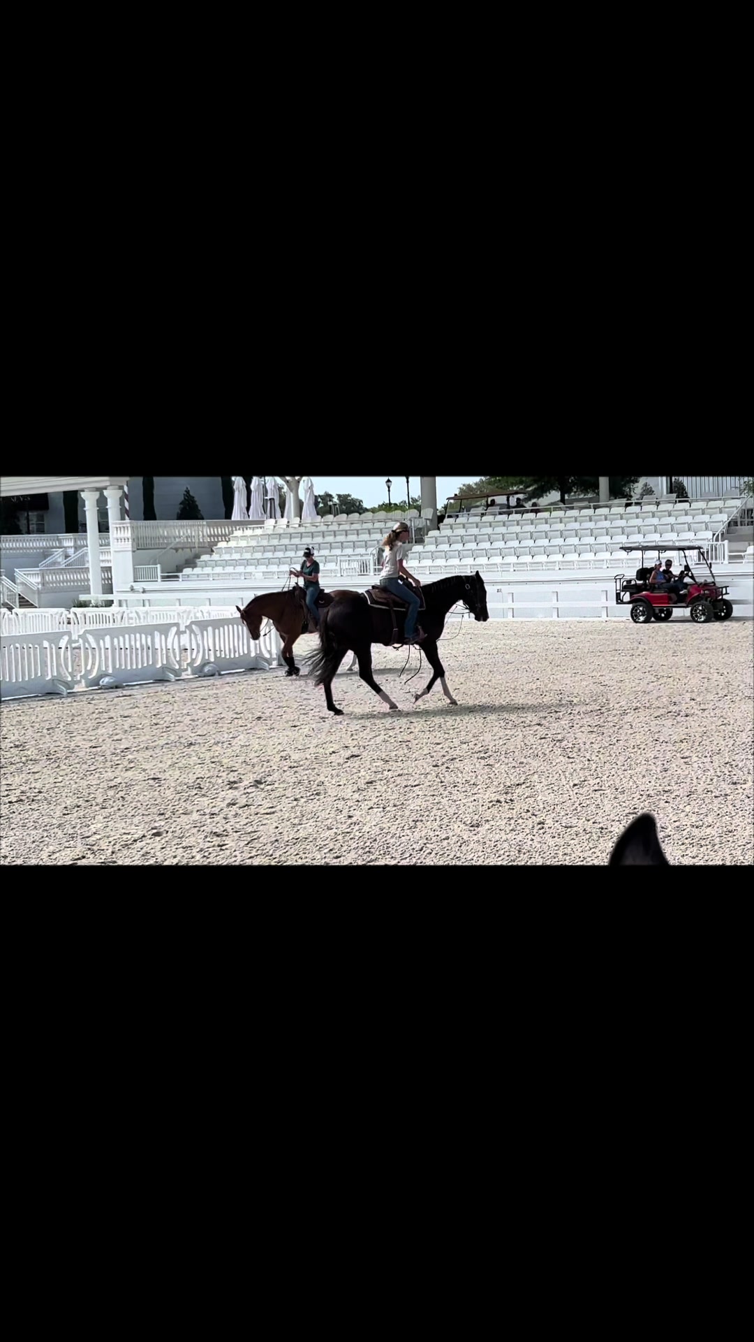 @Farley McLendon Show Horses