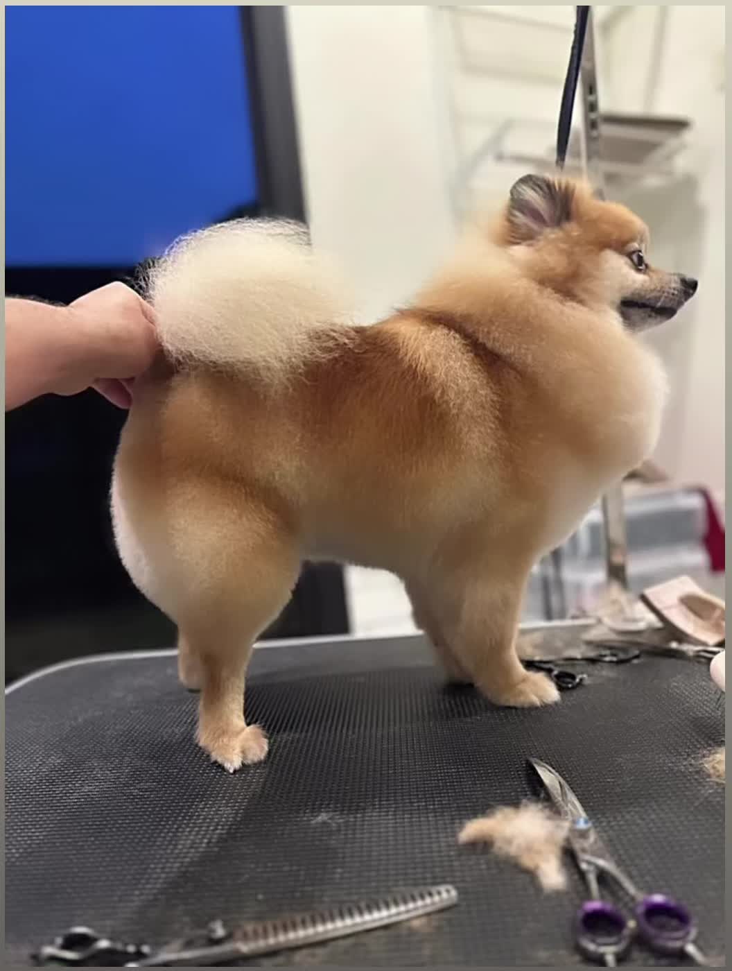 @lovewithtails