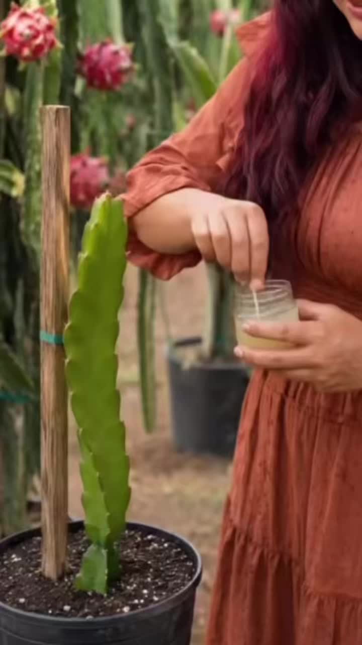 @Rainha da pitaya 🌵👑