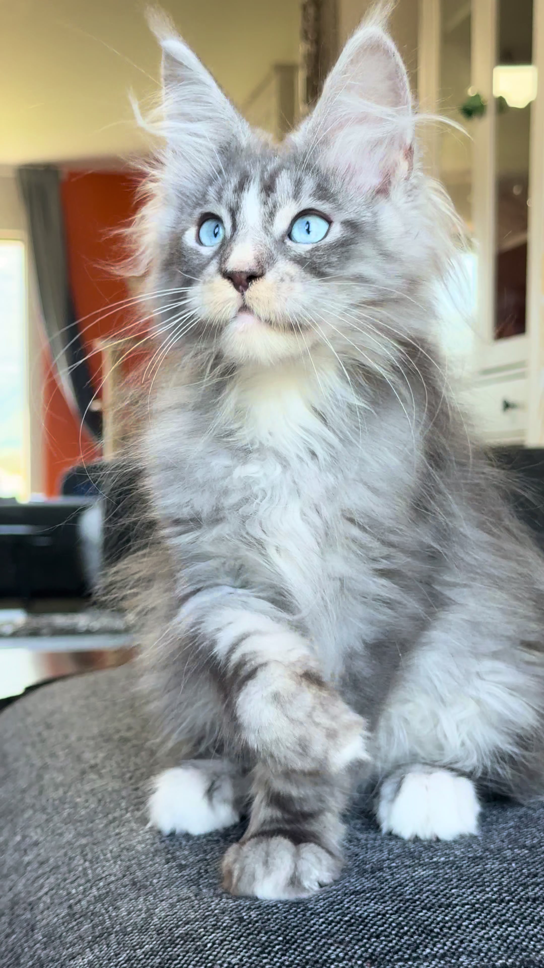 @WilderRegenbogenMaineCoon