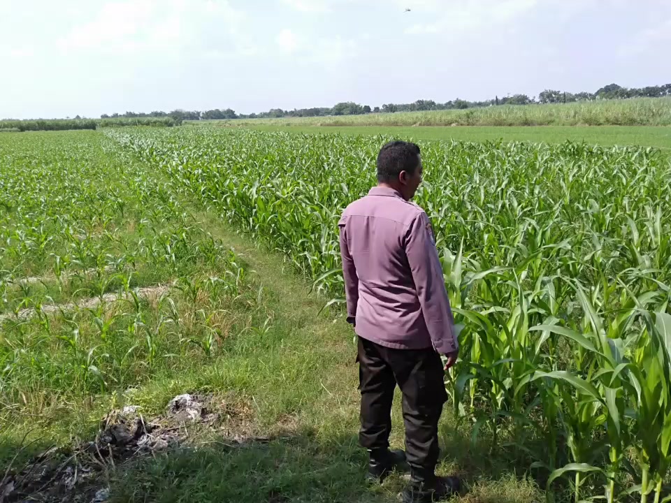 @polseksumobito1